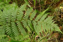 Deparia petersenii subsp. congrua. Mature 1-pinnate-pinnatifid frond, with longest secondary segments near middle of the primary pinnae.
 Image: L.R. Perrie © Leon Perrie CC BY-NC 3.0 NZ